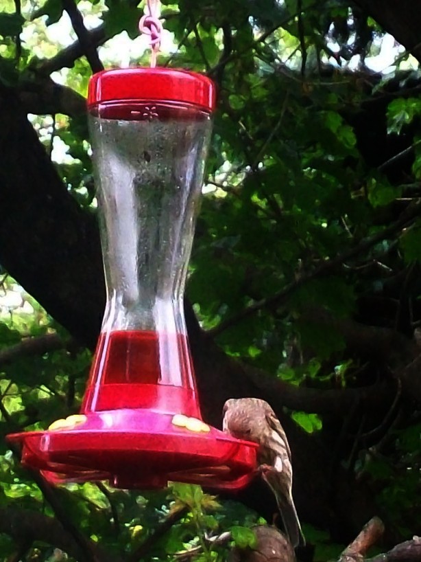 diy hummingbird feeders from recycled bottles wistful29gsg